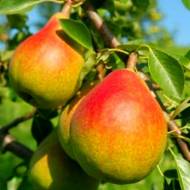 Саженец Груша Тисеновская в контейнере